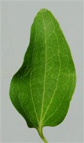  Leaflet